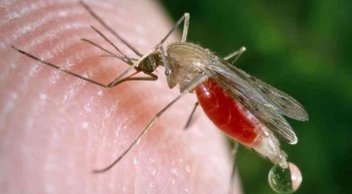 Malaria death toll rises as cases in Mash West pass 1k mark Malaria death toll rises as cases in Mash West pass 1k mark