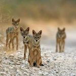 Rabies scare hits Hurungwe after jackal attack Rabies scare hits Hurungwe after jackal attack