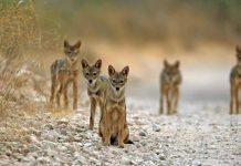 Rabies scare hits Hurungwe after jackal attack Rabies scare hits Hurungwe after jackal attack