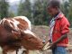 Climate-smart livestock farming adopted Climate-smart livestock farming adopted