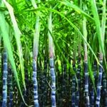 Hippo Valley’s export push boosts nine-month revenue Hippo Valley’s export push boosts nine-month revenue