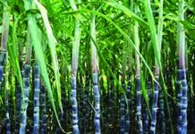 Hippo Valley’s export push boosts nine-month revenue Hippo Valley’s export push boosts nine-month revenue