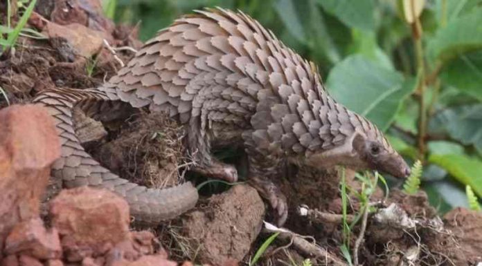 Zim leads Africa in pangolin poaching arrests Zim leads Africa in pangolin poaching arrests