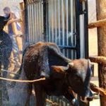 Dipping programme gets major boost Dipping programme gets major boost