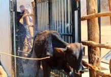 Dipping programme gets major boost Dipping programme gets major boost