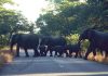 Victoria Falls: Elephants Roam Roads And Homes, Killing Two In One Week Victoria Falls: Elephants Roam Roads And Homes, Killing Two In One Week