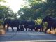 Victoria Falls: Elephants Roam Roads And Homes, Killing Two In One Week Victoria Falls: Elephants Roam Roads And Homes, Killing Two In One Week