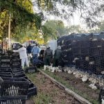 Lorry Carrying 4,000 Chickens Collides With Car In Bulawayo Lorry Carrying 4,000 Chickens Collides With Car In Bulawayo