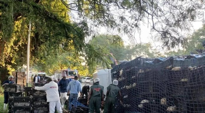 Lorry Carrying 4,000 Chickens Collides With Car In Bulawayo Lorry Carrying 4,000 Chickens Collides With Car In Bulawayo