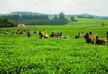 Tanganda bullish as US$8m capital raise closes Tanganda bullish as US$8m capital raise closes