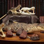 Disabled man in court over crocodile skins Disabled man in court over crocodile skins