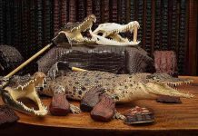Disabled man in court over crocodile skins Disabled man in court over crocodile skins