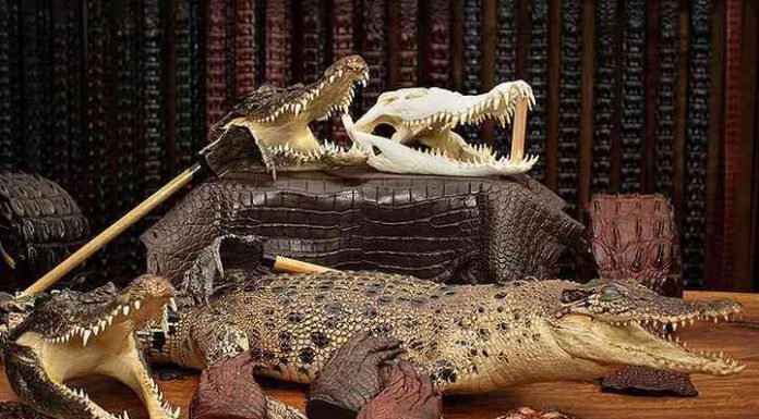 Disabled man in court over crocodile skins Disabled man in court over crocodile skins