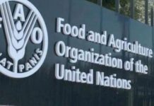 Zim launches first tilapia value chain marketing strategy Zim launches first tilapia value chain marketing strategy