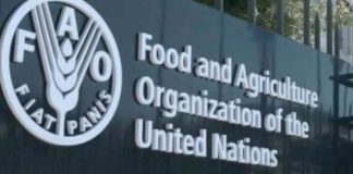 Zim launches first tilapia value chain marketing strategy Zim launches first tilapia value chain marketing strategy