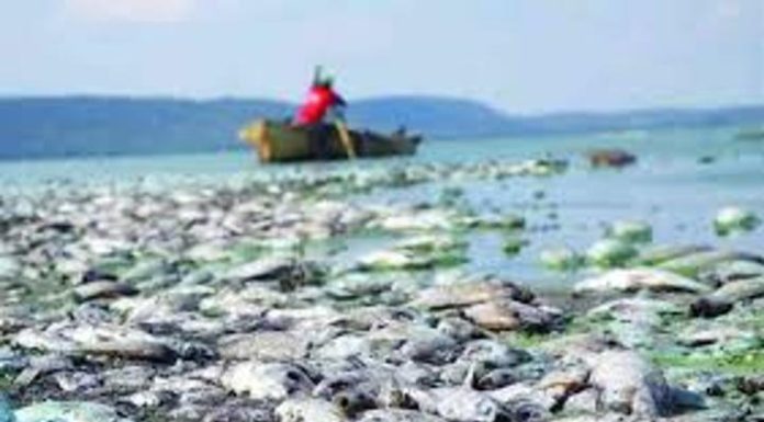 Harare appeals US$86K Lake Chivero pollution damages ruling Harare appeals US$86K Lake Chivero pollution damages ruling