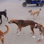 Kwekwe moves to cull stray dogs amid rising rabies cases Kwekwe moves to cull stray dogs amid rising rabies cases