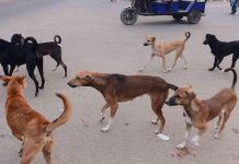 Kwekwe moves to cull stray dogs amid rising rabies cases Kwekwe moves to cull stray dogs amid rising rabies cases