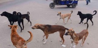 Kwekwe moves to cull stray dogs amid rising rabies cases Kwekwe moves to cull stray dogs amid rising rabies cases