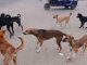 Kwekwe moves to cull stray dogs amid rising rabies cases Kwekwe moves to cull stray dogs amid rising rabies cases