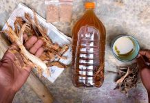 The bitter truth behind ‘guchu’ craze The bitter truth behind ‘guchu’ craze