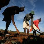 Zimbabwe Returns 67 Farms to Europeans Zimbabwe Returns 67 Farms to Europeans