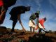 Zimbabwe Returns 67 Farms to Europeans Zimbabwe Returns 67 Farms to Europeans