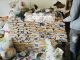 Govt Mulls New Law To Curb Counterfeit Goods Govt Mulls New Law To Curb Counterfeit Goods