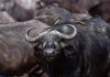 Sanyati Villagers Warned To Stay Alert As Buffaloes Roam Free Sanyati Villagers Warned To Stay Alert As Buffaloes Roam Free
