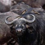 Sanyati Villagers Warned To Stay Alert As Buffaloes Roam Free Sanyati Villagers Warned To Stay Alert As Buffaloes Roam Free