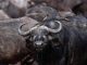 Sanyati Villagers Warned To Stay Alert As Buffaloes Roam Free Sanyati Villagers Warned To Stay Alert As Buffaloes Roam Free