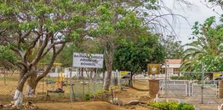 51 Learners Hospitalised After Bee Attack At Bulawayo School 51 Learners Hospitalised After Bee Attack At Bulawayo School